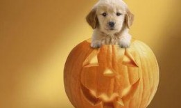 小狗可以吃烧瓜吗视频讲解,视频讲解揭秘