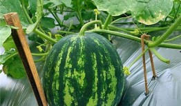 群众吃海瓜视频素材下载,群众品尝海瓜视频走红网络