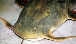 面瓜鱼水下吃饵视频教程