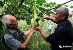 农村大哥吃瓜视频,趣味视频引网友热议