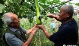 农村大哥吃瓜视频,趣味视频引网友热议