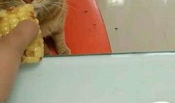 猫咪白兰瓜可以吃吗视频,安全与营养揭秘