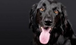 小黑狗吃哈密瓜视频,萌态十足引网友热议