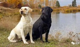 四川吃瓜拉布拉多事件视频,一场宠物与人类的温情碰撞