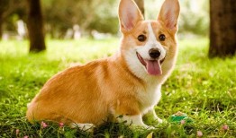 柯基犬吃哈密瓜视频教程,轻松学会喂食技巧