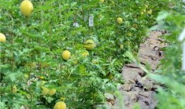 瓜不熟就摘了可以吃吗视频