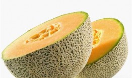 乌龟吃哈密瓜好消化吗视频,乌龟食用哈密瓜消化效果揭秘