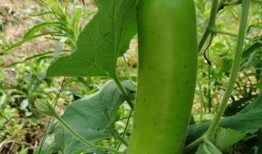 吃瓠子瓜的好处和坏处视频,营养与风险并存的绿色佳肴