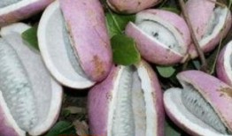 熊猫吃八月瓜吗会死吗视频,揭秘生死之谜