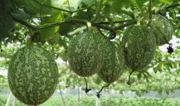 吊瓜怎么吃不烧心呢视频,轻松避免烧心不适