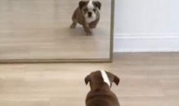 狗吃大哈密瓜会死吗视频,生命安全堪忧！