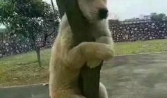 狗子爬树吃瓜视频