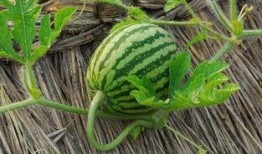 哪些瓜的藤可以吃呢视频,哪些瓜的藤能成为餐桌佳肴