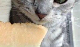 吃瓜的猫猫视频,揭秘猫咪版“娱乐圈”幕后趣事
