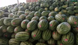 吃瓜活动的视频