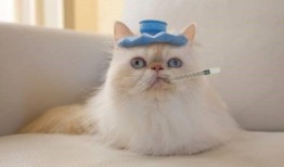 猫可以吃雪梨瓜吗视频,揭秘猫能否享用雪梨瓜