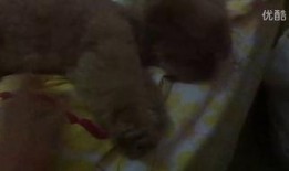 吃瓜幼崽真人视频,萌态可掬，萌翻网友