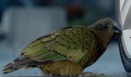 鹦鹉吃不吃小瓜虫呢视频,探究鹦鹉是否食用小瓜虫