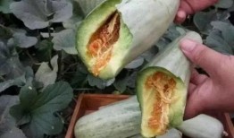 吃丑瓜要削皮吗视频,削皮技巧大揭秘！