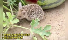 刺猬吃瓜痕迹视频在线观看,揭秘可爱小动物的秘密生活