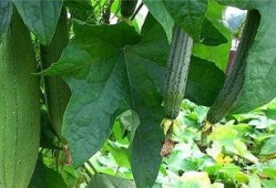 阿瓜吃绿色食品视频大全,探索健康美味新选择