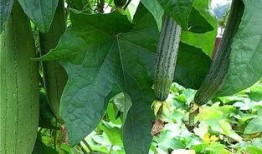 阿瓜吃绿色食品视频大全,探索健康美味新选择