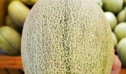 脆宝蜜瓜怎么吃才好吃视频,视频教你轻松享鲜甜