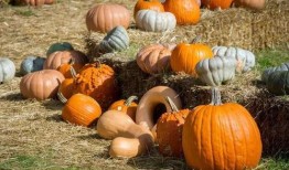 缅甸吃瓜视频是骗局吗,骗局真相大起底