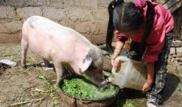 给猪吃瓜会生病吗视频