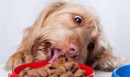 吃瓜群的狗视频,狗狗搞笑视频大盘点