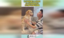 单身小狗吃瓜视频,揭秘娱乐圈那些事儿