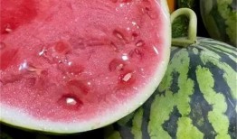 吃瓜美都麒麟瓜视频,吃瓜美都的甜蜜诱惑