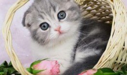 小猫咪可以吃小瓜嘛视频,揭秘小瓜是否适合猫咪食用