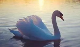 天鹅瓜怎么吃最好吃呢视频,视频教你如何吃出最佳口感