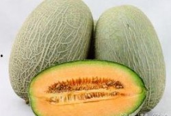 幼鸟可以吃哈密瓜吗视频