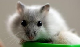 仓鼠宝宝夏日吃瓜视频,仓鼠宝宝欢乐吃瓜时光