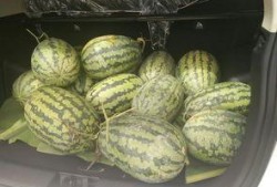 搬好凳子吃瓜视频,揭秘“吃瓜”视频背后的趣味与热议