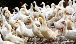 柯尔鸭吃瓜泥会死吗视频,柯尔鸭误食瓜泥致命风险揭秘