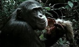 女人吃瓜变成黑猩猩视频,女人吃瓜意外变身黑猩猩，惊悚视频引发热议