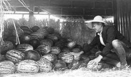 平川吃瓜群众事件视频,一场网络舆论的风暴与反思