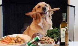 酥瓜小狗可以吃吗视频大全,视频大全揭秘