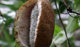 皇后吃八月瓜好吗视频讲解,八月瓜的美味与养生之道