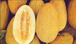 吃货吃哈密瓜串串视频大全,视频大全带你领略舌尖上的新疆风情