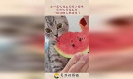 怎么画吃瓜小猫咪视频,跟随教程绘制可爱吃瓜小猫咪