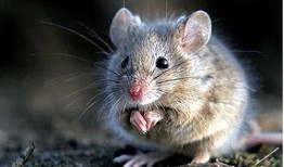 吃鼠瓜丸的视频,传统美食的独特风味体验