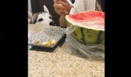 二哈哈士奇吃瓜视频大全