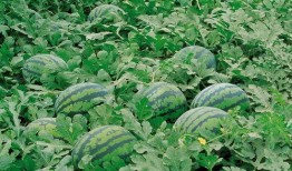 瓜洲吃瓜视频大全