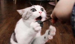 猫咪吃瓜棒棒糖好吗视频,萌态十足引网友热议