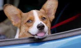 柯基犬吃哈密瓜视频教程,轻松学会喂食技巧