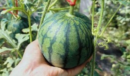 带你吃瓜的视频满级人类,带你吃瓜视频深度解析